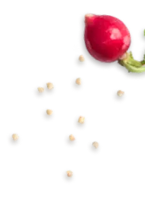 icone romanha pagina Mundo de descobertas – Lanche rápido na air fryer 1