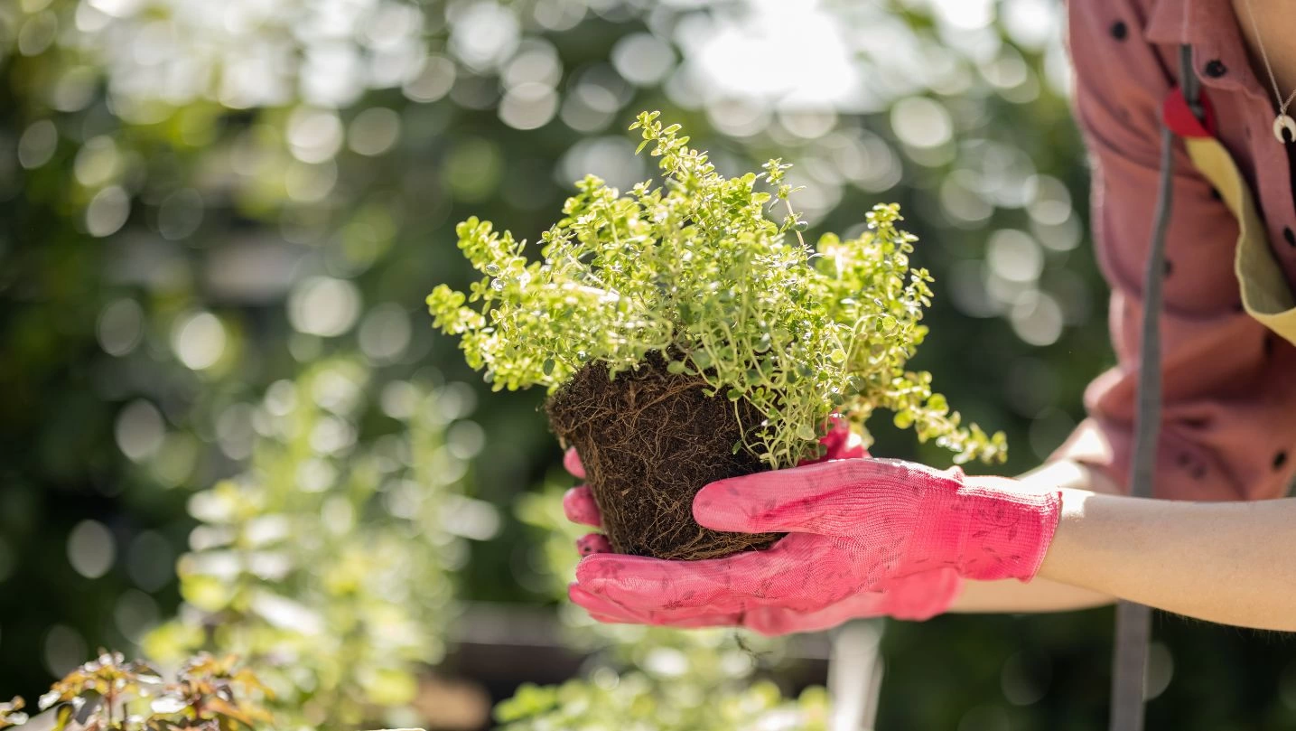 imagem destaque Como Manter uma Horta em Casa?
